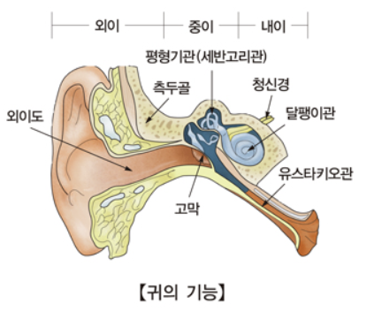 귀의 기능 이미지
